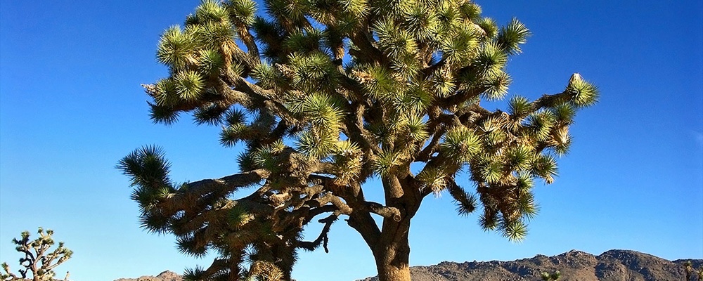 USA 2004 (October 6th) California, Joshua Tree National Park